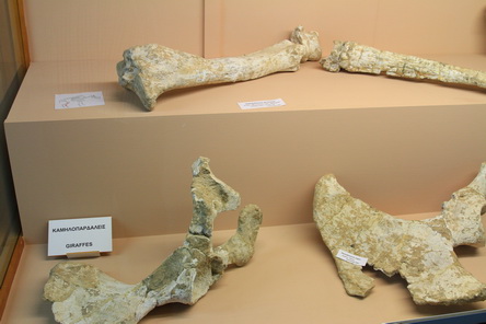 20150613_208 GR, Samos, Mitilinii, Palaeontologisches Museum, Giraffen.JPG